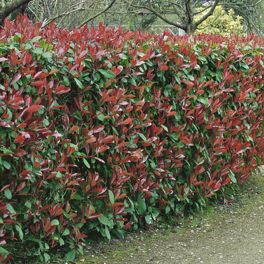 Plantes de haies: essentielles pour un jardin structuré