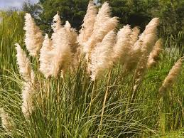 Embellir son jardin avec des graminées ornementales